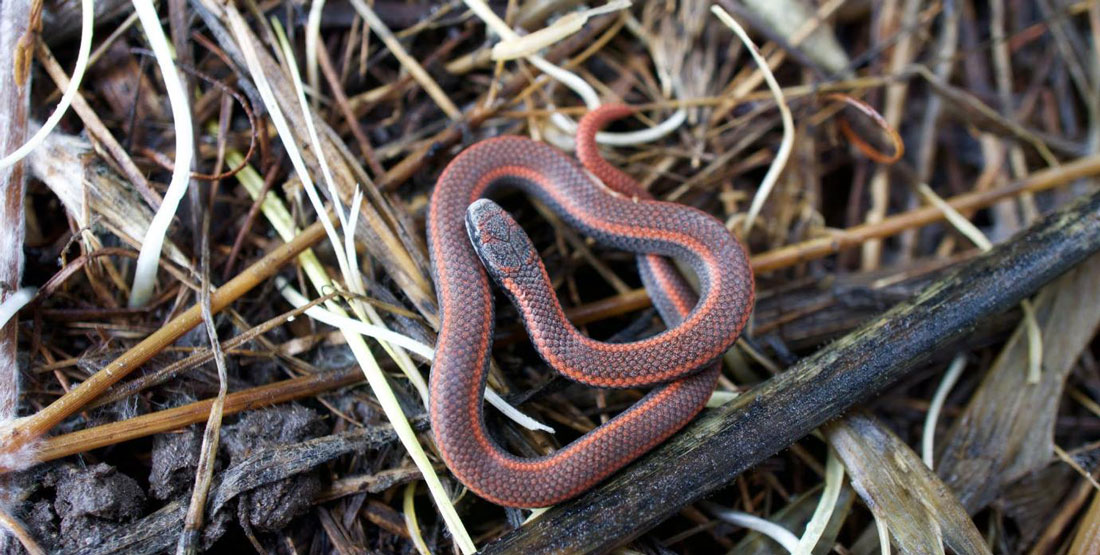 A small redish brown sharp-tailed snake is coiled up on top of twigs and branches