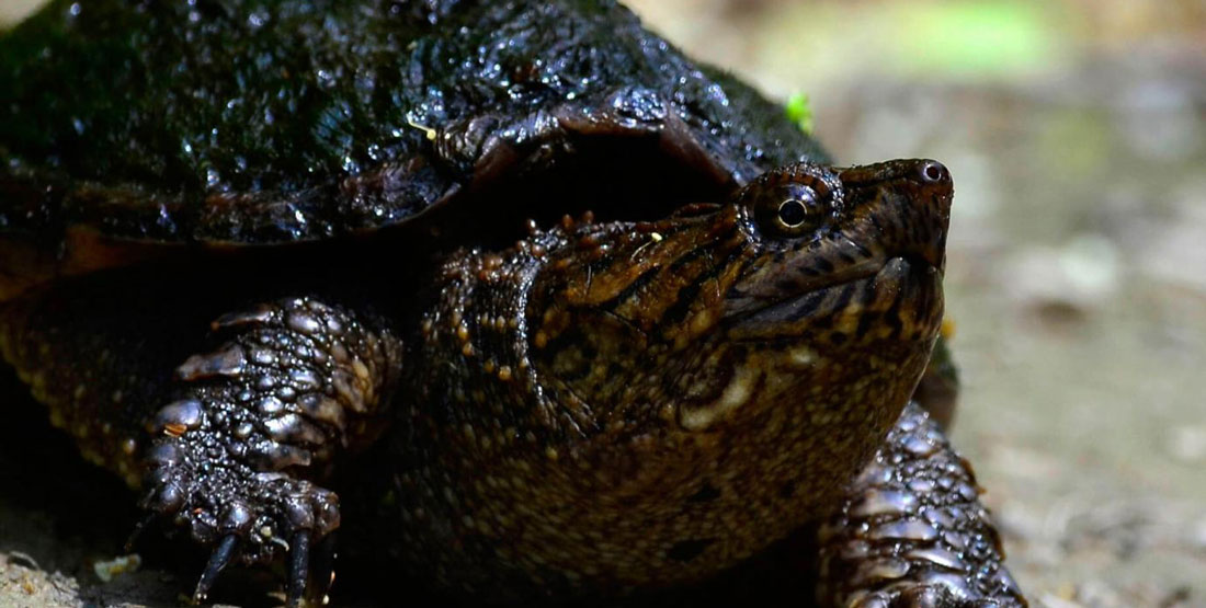 A snapping turtle