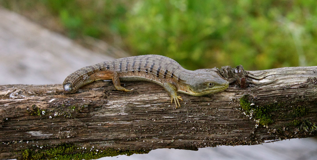 A southern alligator lizard sitting on a tree branch