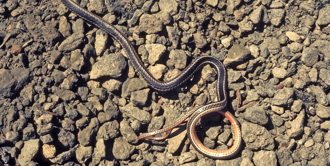 A black striped whipsnake with light-colored underside sits on dry rocks