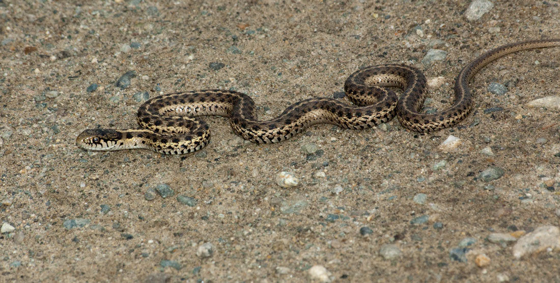 A terrestrial gartersnake slithering on the ground