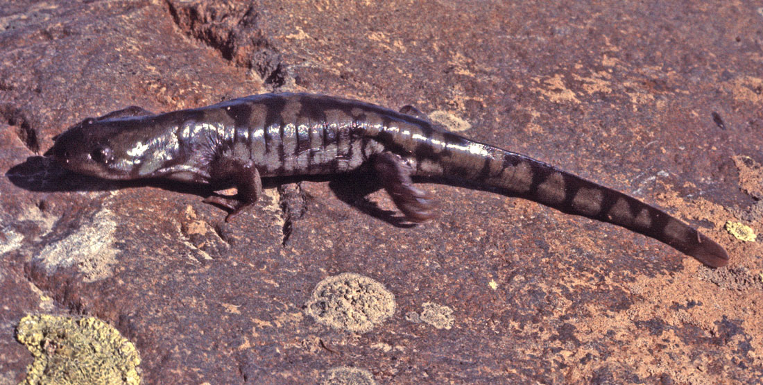 A large salamander with light brown and dark brown stripes sits on red rock