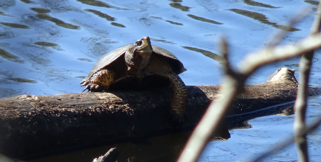 A western pond turtle on a branch above water