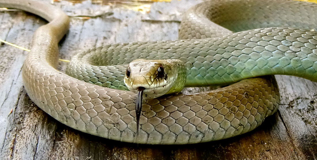 A close up view of a greenish-yellow Western Racer snake with a black tongue