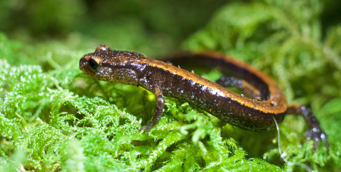 A close up of a small brown salamander with light red back sits on green vegetation