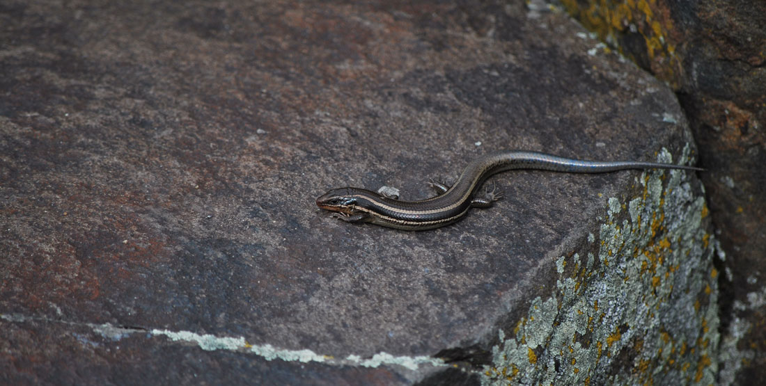 A shiny black western skink on a rock