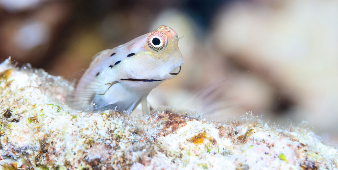 Tiny fish fuel life on coral reefs