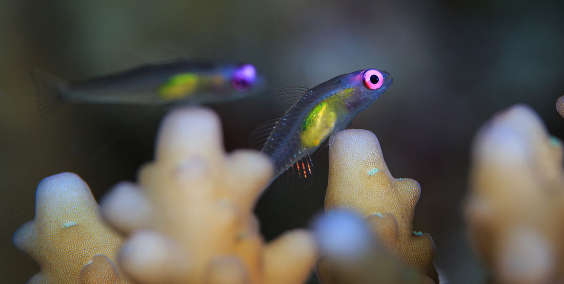 two small fish with big eyes swim along the reef