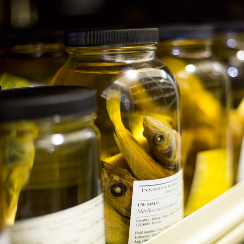 Methods of Preserving Fishes | Burke Museum Methods of Preserving Fishes | Burke Museum