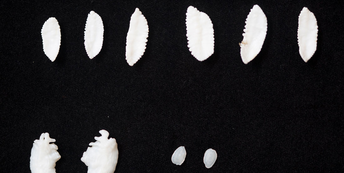 small white fish bones against a black background