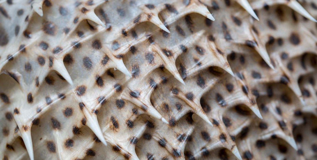 close up of fish scales with spikes on them