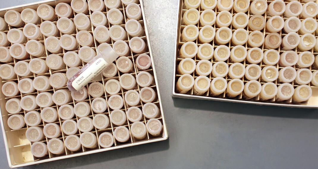 boxes filled with small vials of tissue samples