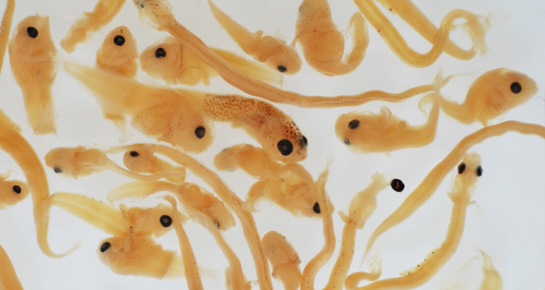 microscopic fish larvae