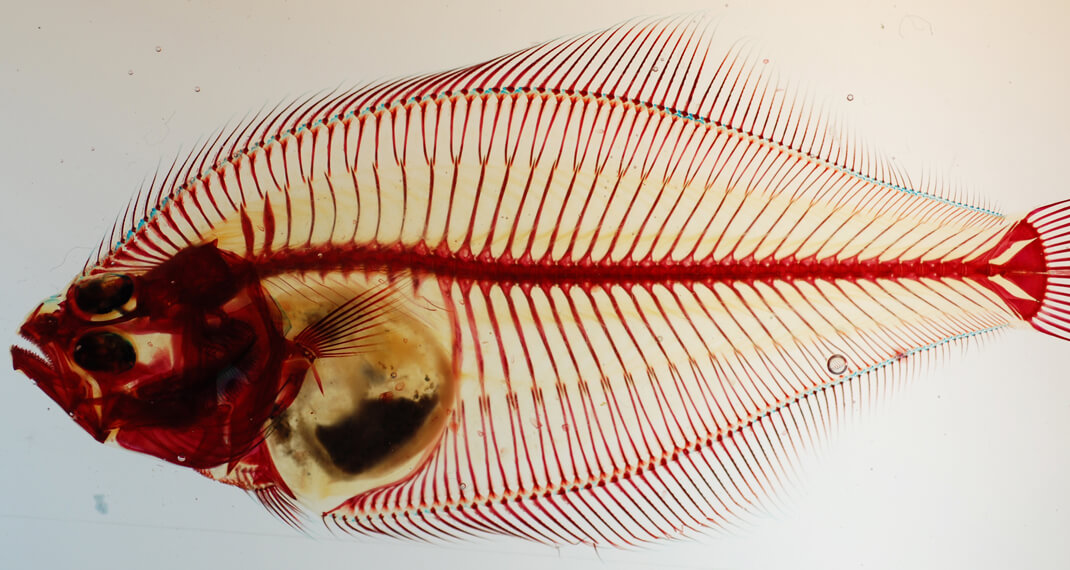stained and translucent fish specimen