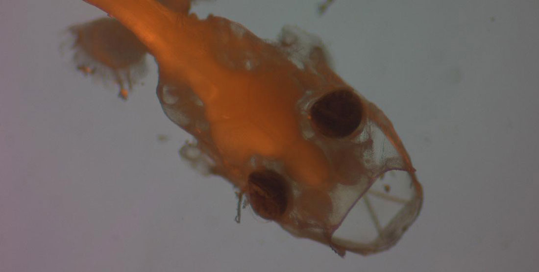 A close up view of a single rockfish under a microscope