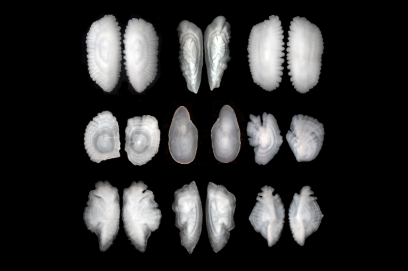 Otolith pairs (two per individual fish) from an assortment of Bering Sea fish species. Top row (left to right): walleye pollock, sablefish, Pacific cod. Middle row: Alaska plaice, Dover sole, Greenland turbot. Bottom row: Pacific ocean perch, Atka mackerel, shortraker rockfish. Walleye pollock and Pacific cod are among the species analyzed with near-infrared spectroscopy. Note: otolith sizes are not on a relative scale. Credit: NOAA Fisheries