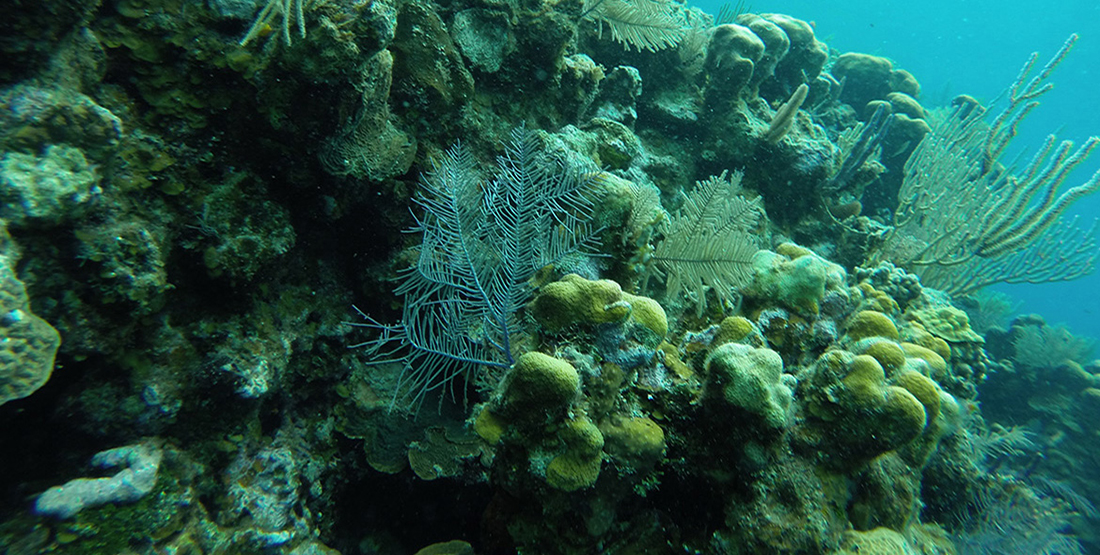 close up of the coral reef underwater