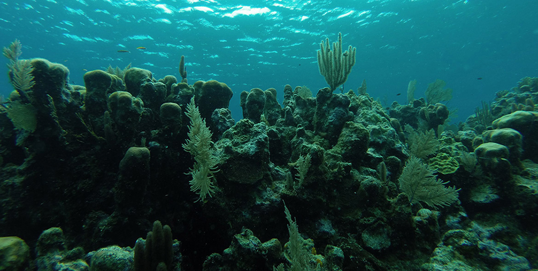 close up of the coral reef underwater