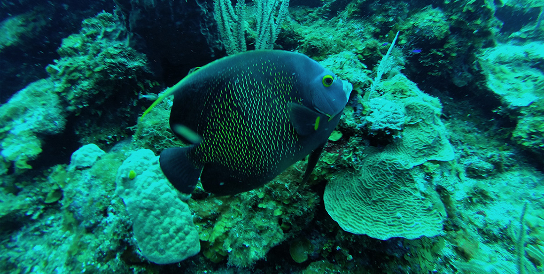 A large fish underwater next to the coral reef