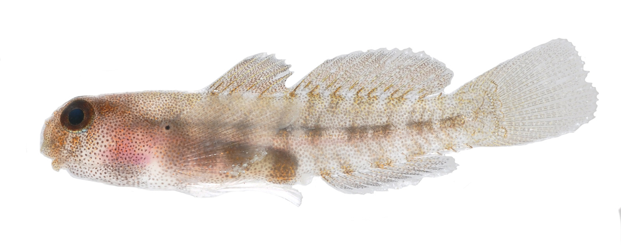 a small preserved fish photographed on a light table