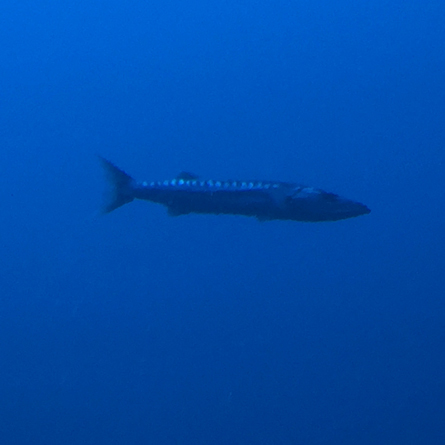 large fish photographed underwater