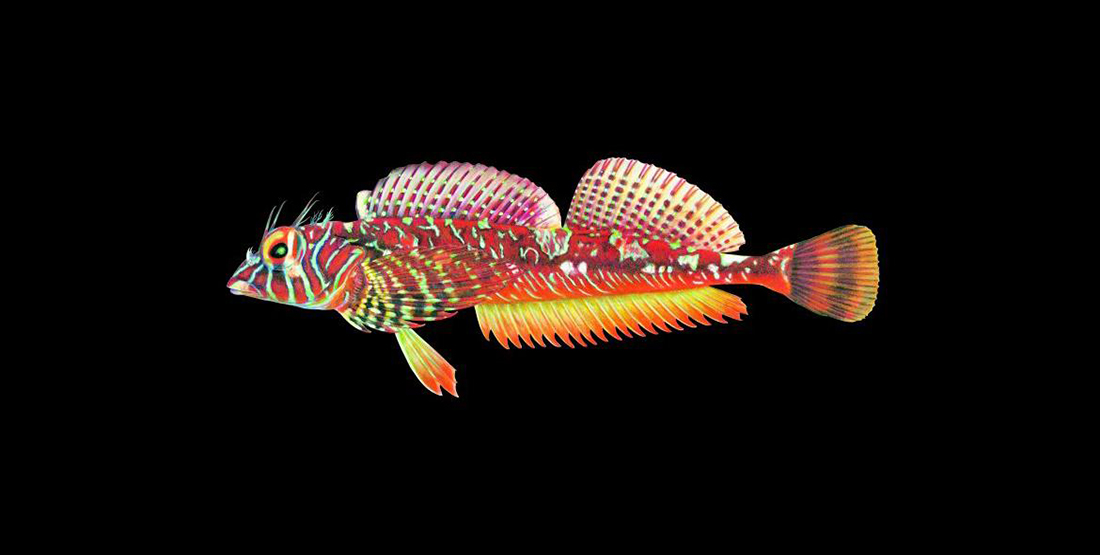 colorful illustrated fish