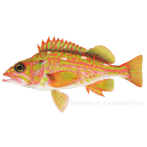 illustration of a fish