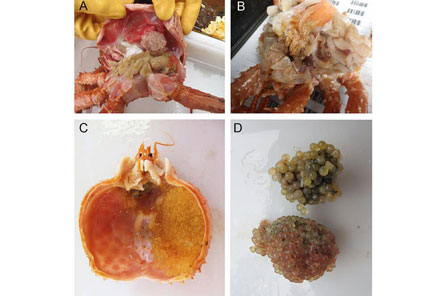 Views of the eggs laid in the gills of a Golden king crab