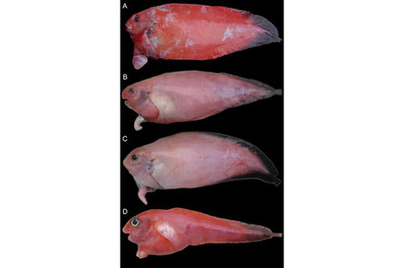 Four snailfish