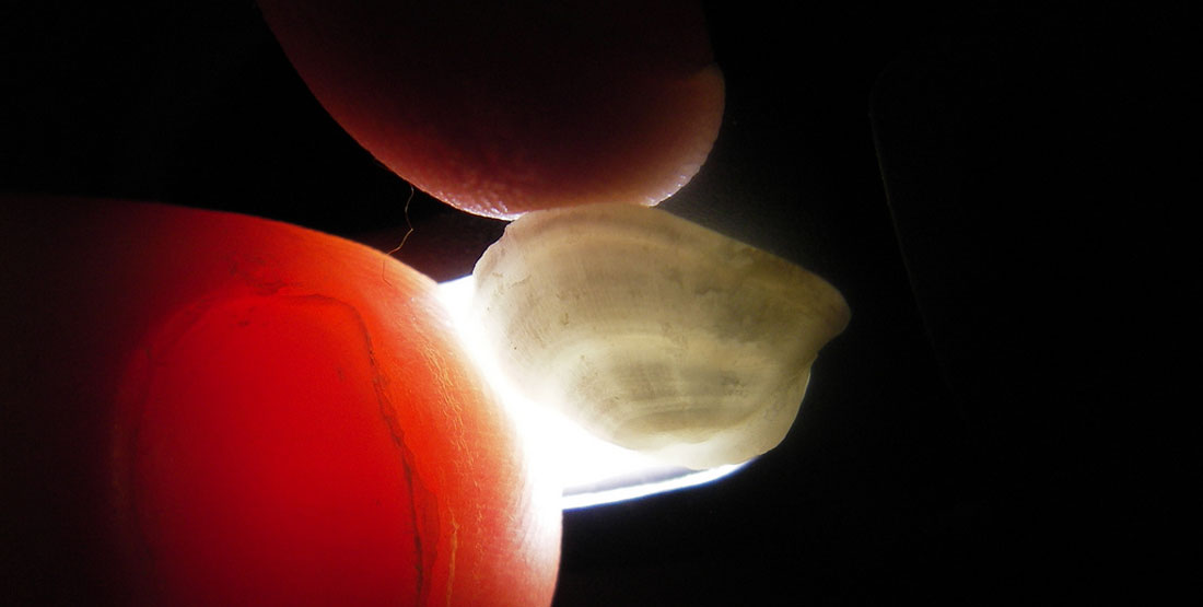 A close up view of two fingers holding a translucent bone with ribbing