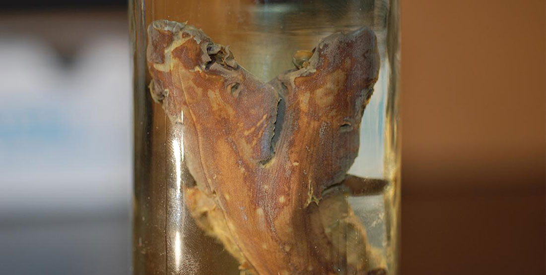 A Spotted Spiny Dogfish specimen with two heads