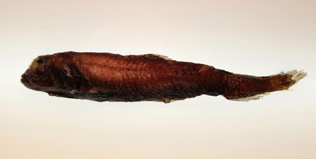 A Slender Blacksmelt adult specimen.