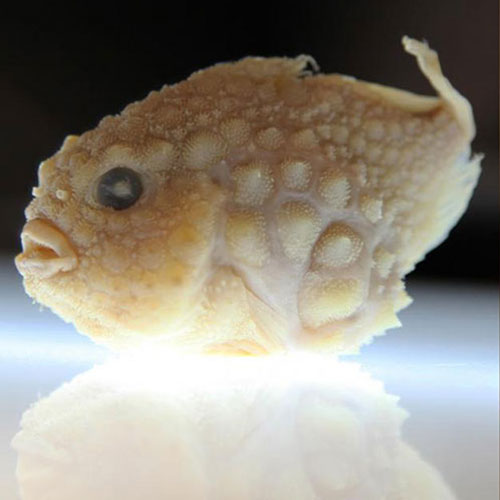 Weird Fish List With Pictures & Facts: The World's Weirdest Fish
