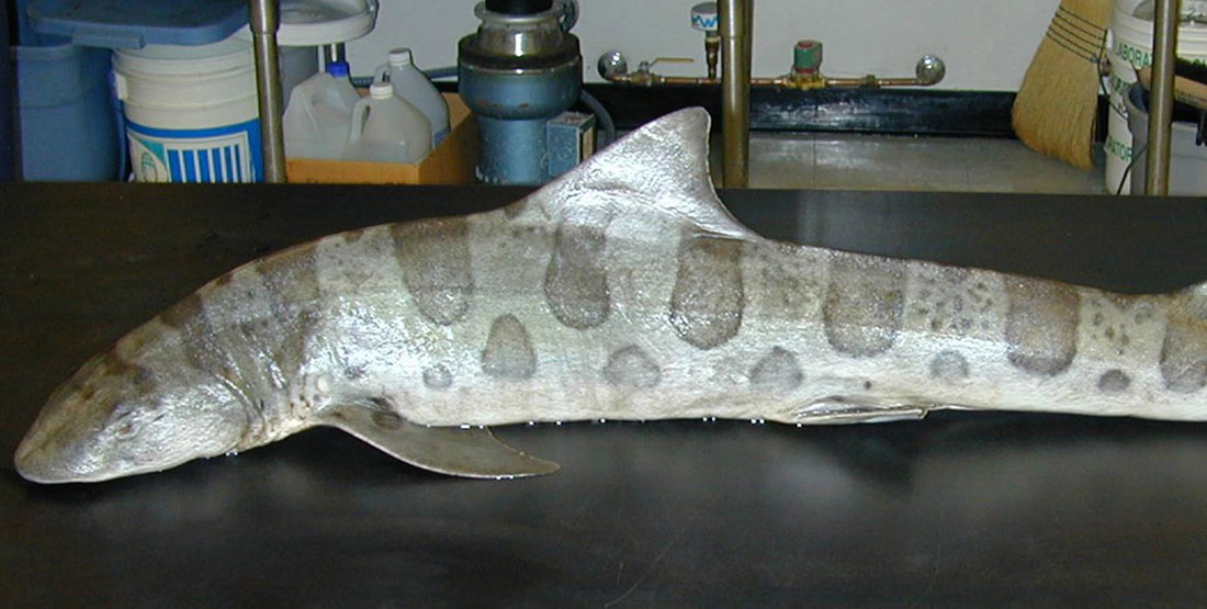 Leopard Shark on a table