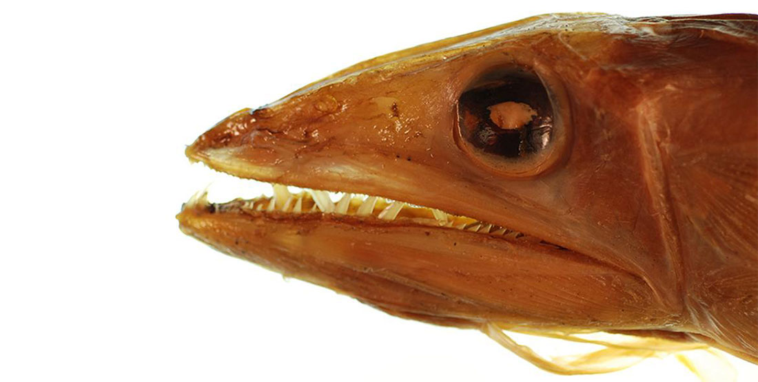 A Longnose Lancetfish specimen