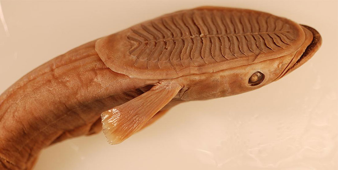A remora specimen with its suction cup dorsal fin