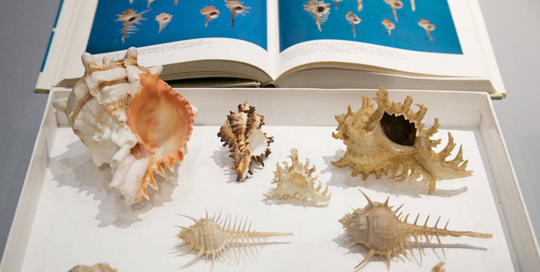 Beautiful shells; their nature, structure, and uses familiarly explained, with directions for collecting, cleaning, and arranging them in the cabinet and descriptions of the most remarkable species. Shells. 38 Beautiful Shells