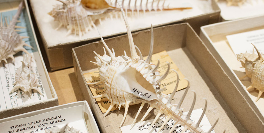 Close up of a shell in a collection box with its museum catalog number written on the inside