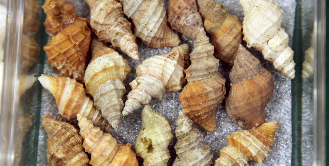 small shells in a museum collection