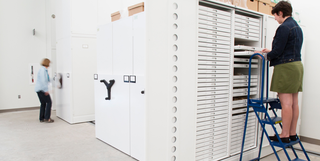 a volunteer stands on a ladder to open a drawer in the malacology collection while another volunteer opens a compactor