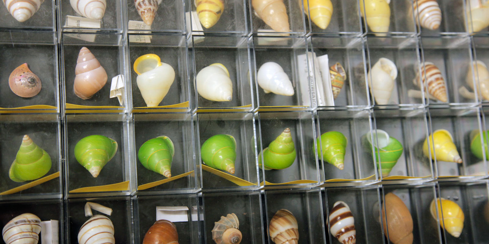 Rows of tiny shells all in individual storage boxes