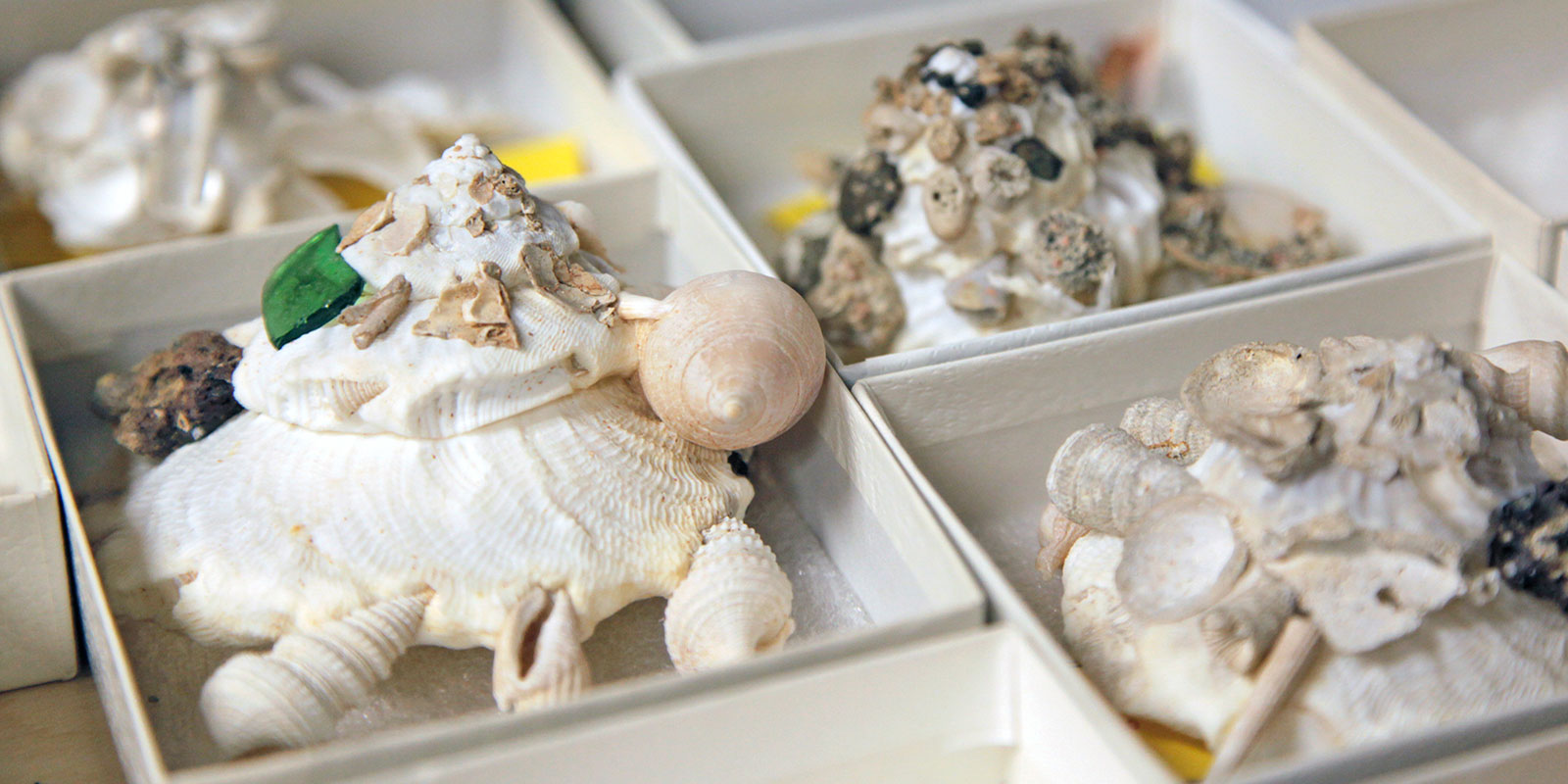 Large white carrier shells with many other shells and sea glass attached to their outside