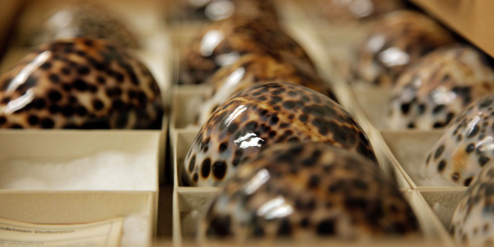 Shells all in individual boxes within an open collection drawer