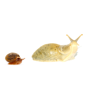 two snails on a white background
