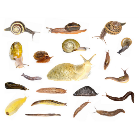 collage of slugs and snails on a white background