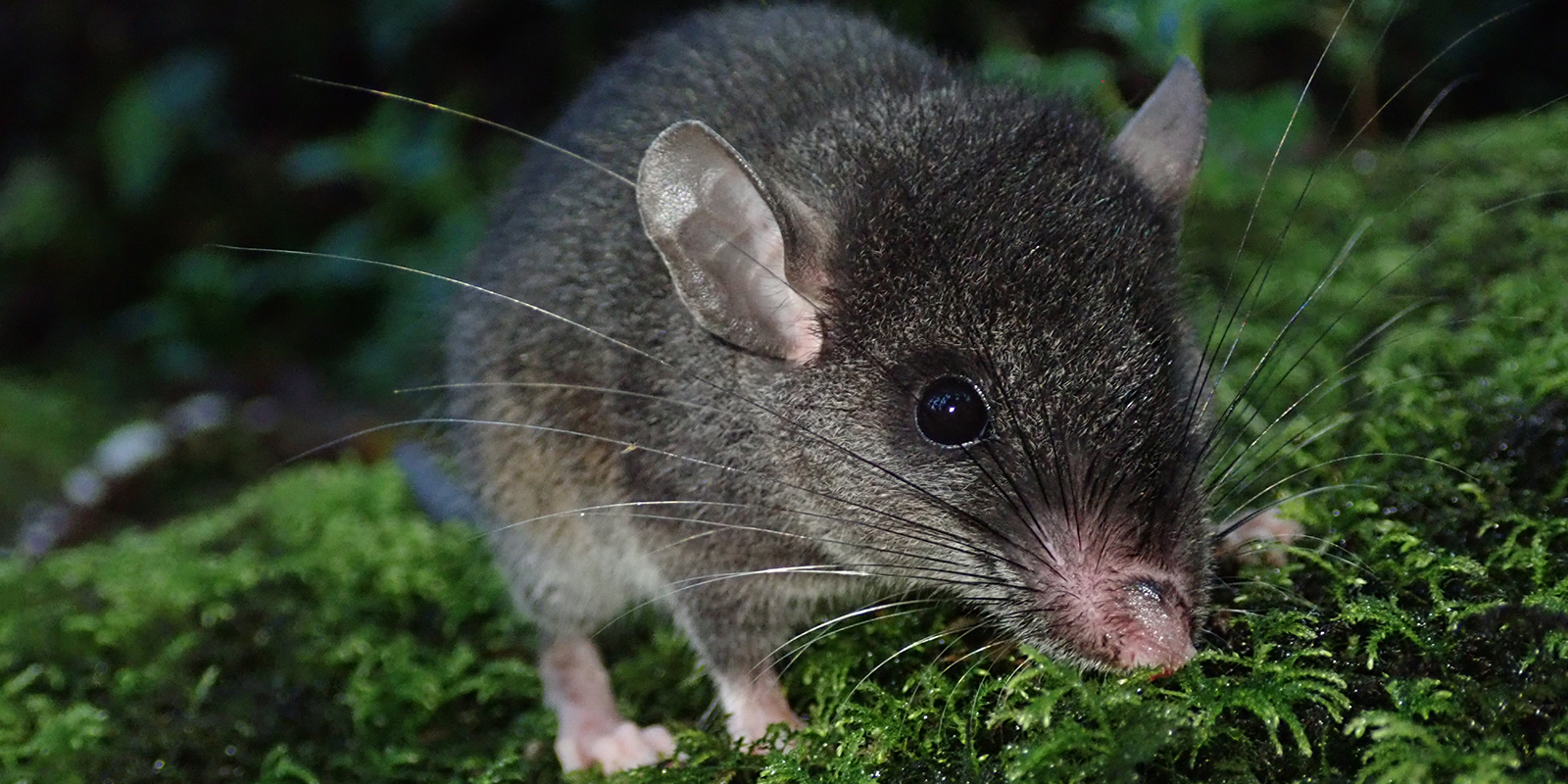 Talamancan Deermouse (Peromyscus nudipes), one of the most common species of rodent at the field sites.