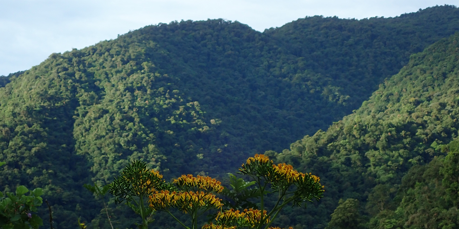 Study site at Tapanti-Macizo de la Muerte National Park, Costa Rica.