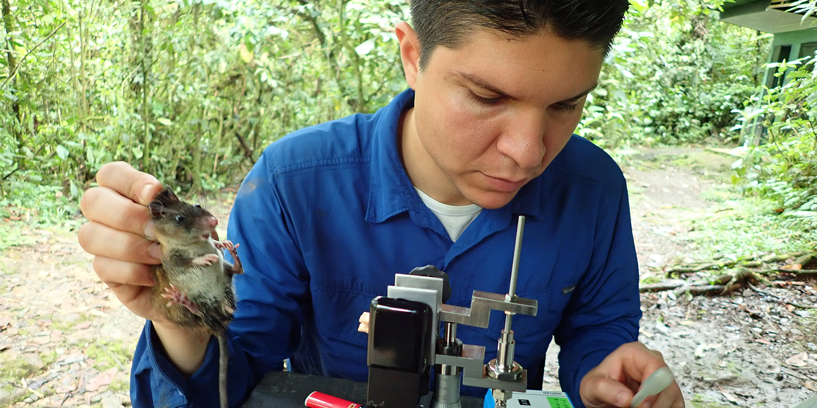 David Villalobos measuring bite force of a Talamancan Deermouse.