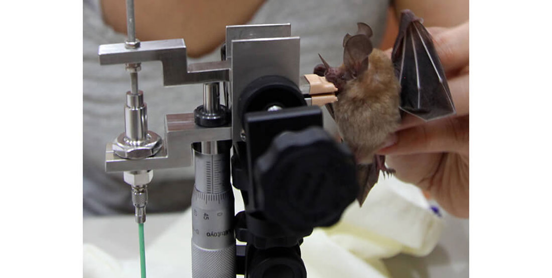 A live bat is positioned to bite down on a machine that measures its bite force
