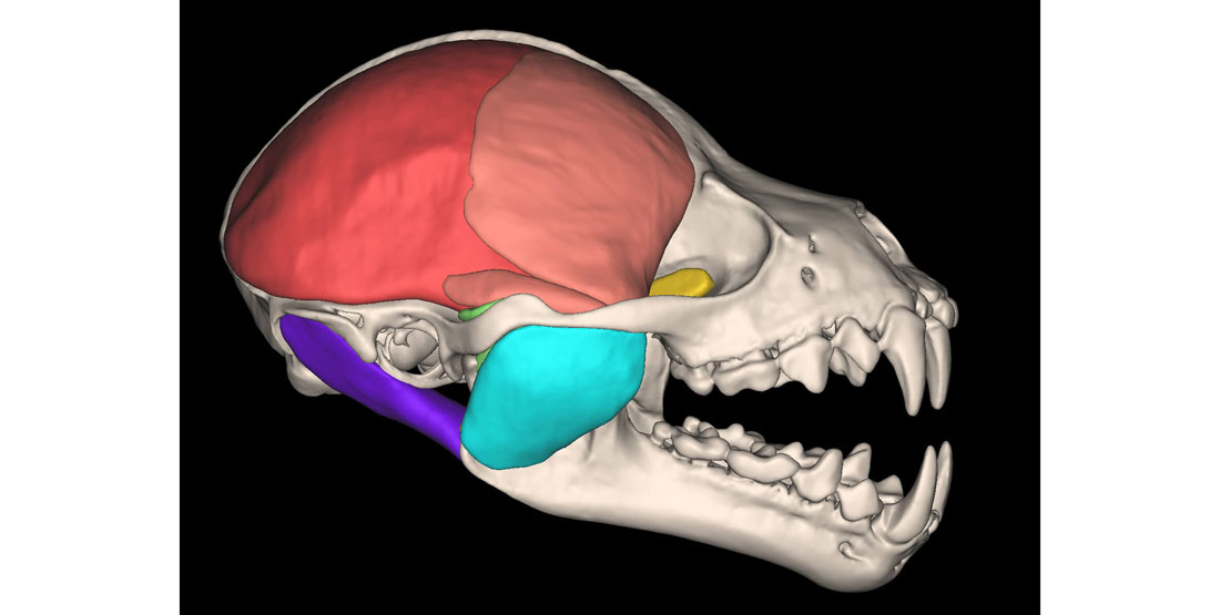 A model of the skull and jaw muscles of a fruit bat